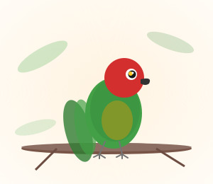 Hand-raised Gold Cap Conure for sale from Mo's Birds - DNA-sexed, disease-tested