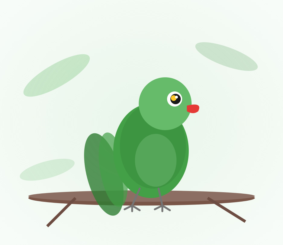 Hand-raised Indian Ringneck Parakeet for sale from Mo's Birds - DNA-sexed parrot