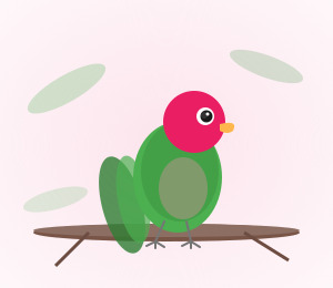 Hand-raised Peach-Faced Lovebird for sale from Mo's Birds - DNA-sexed, disease-tested