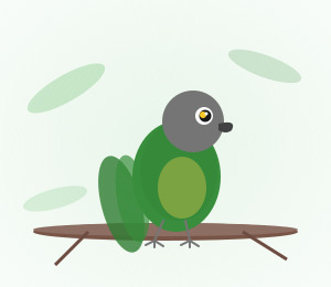 Hand-raised Senegal Parrot for sale from Mo's Birds - DNA-sexed parrot