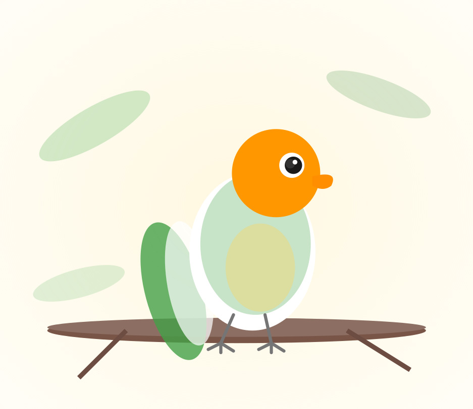 Hand-raised White Bellied Caique for sale from Mo's Birds - DNA-sexed parrot