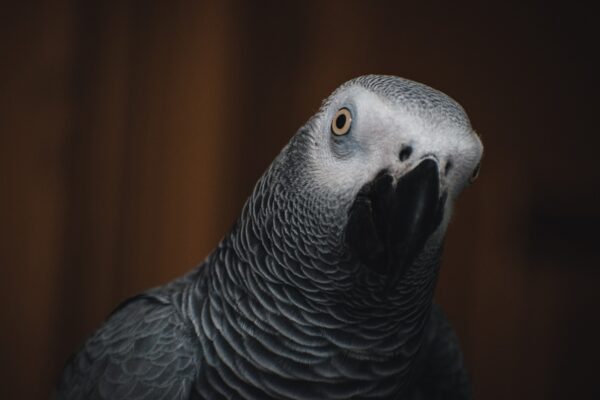 13622747 gray parrot 5532853 at Mo's Birds