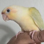 moon cheek conure for sale at Mo's Birds