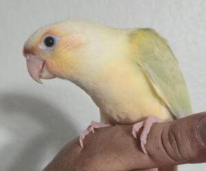 Moon Cheek Conure
