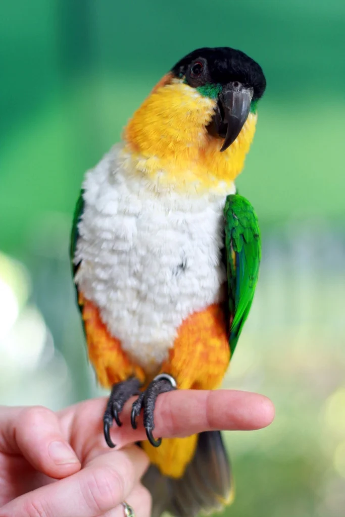 black headed caique for sale at Mo's Birds
