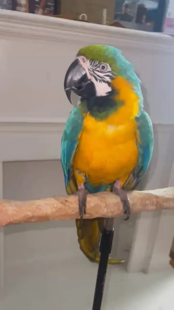 blue and gold macaw for sale at Mo's Birds