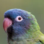 Blue Crown Conures at Mo's Birds