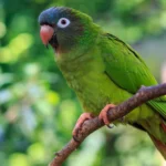 Blue Crown Conures at Mo's Birds