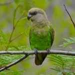 brown-headed parrot for sale at Mo's Birds