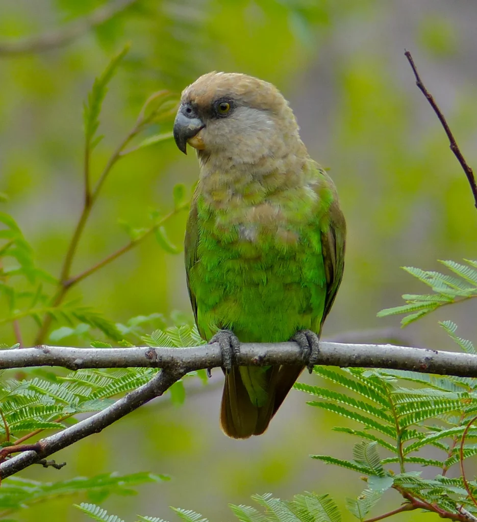 brown-headed parrot for sale at Mo's Birds