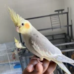 Cinnamon — Mo's Birds