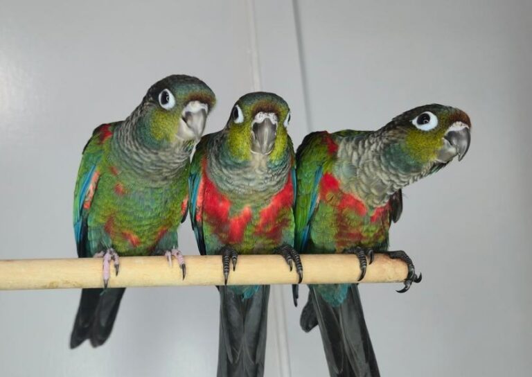 Crimson Bellied conures at Mo's Birds