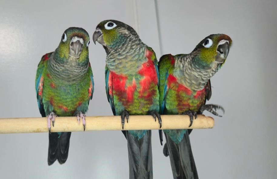 crimson bellied conure for sale at Mo's Birds
