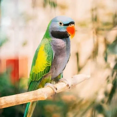 derbyan parrot for sale at Mo's Birds
