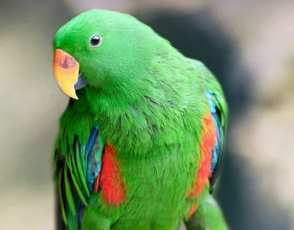 eclectus parrot for sale at Mo's Birds California