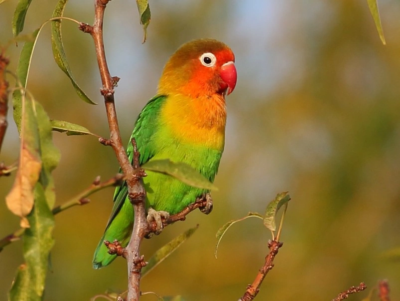 Fischer's masked lovebird for sale at Mo's Birds