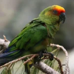 Gold — Mo's Birds