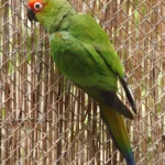 gold cap conure for sale at Mo's Birds