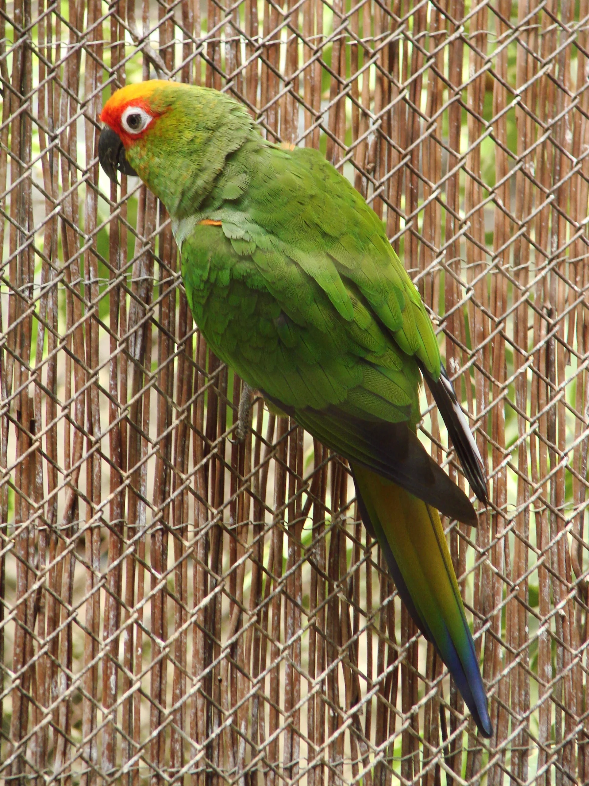 gold cap conure for sale at Mo's Birds