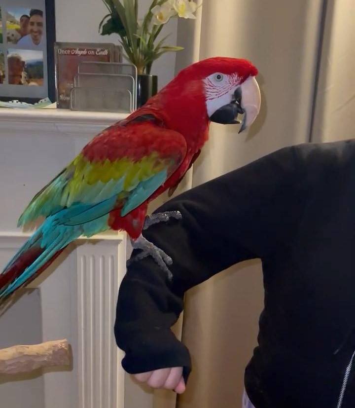 green wing macaw for sale at Mo's Birds California