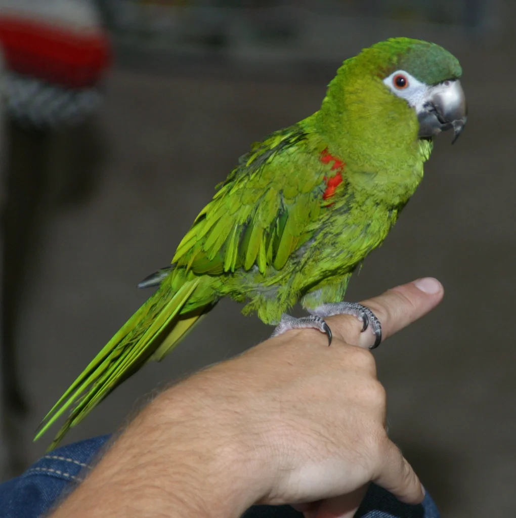 hahn's macaw for sale at Mo's Birds