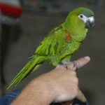 hahn's macaw for sale at Mo's Birds