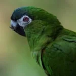 Macaw at Mo's Birds
