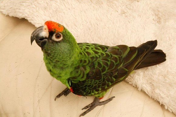 Jardine's Parrot at Mo's Birds