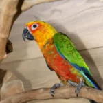 Jenday (1) — Mo's Birds
