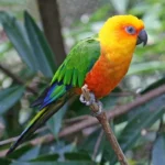 jenday conure for sale at Mo's Birds