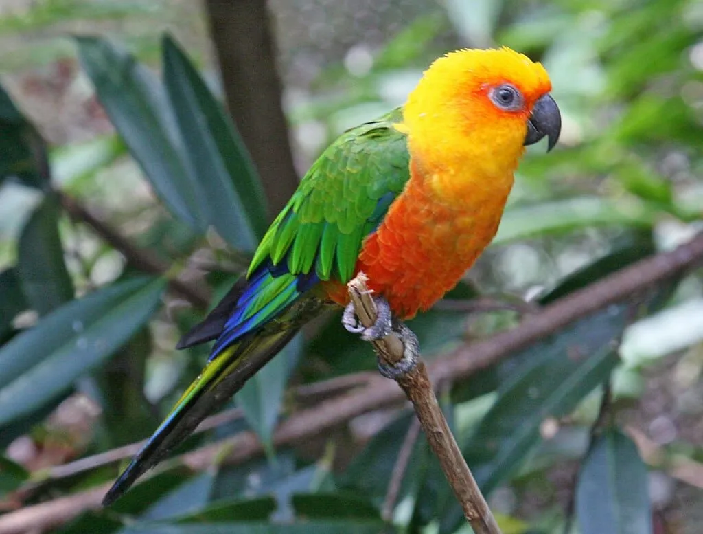 jenday conure for sale at Mo's Birds
