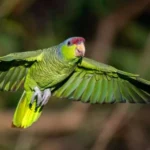 Amazon Parrot at Mo's Birds