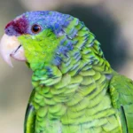 lilac crowned amazon parrot for sale at Mo's Birds
