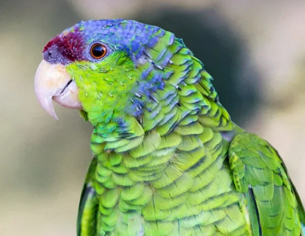 lilac crowned amazon parrot for sale at Mo's Birds