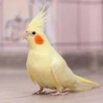 Lutino (1) — Mo's Birds