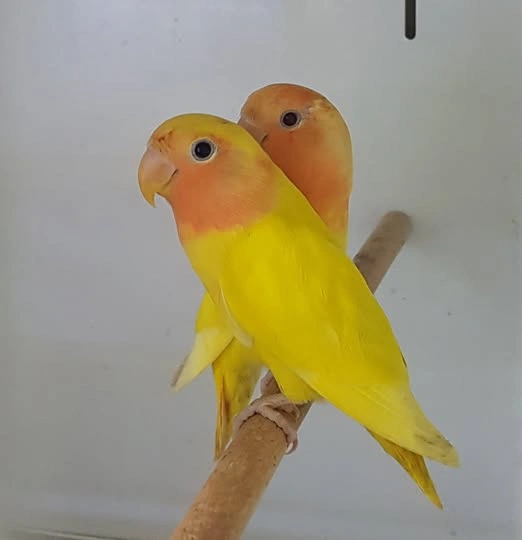 lutino peach faced lovebird for sale at Mo's Birds
