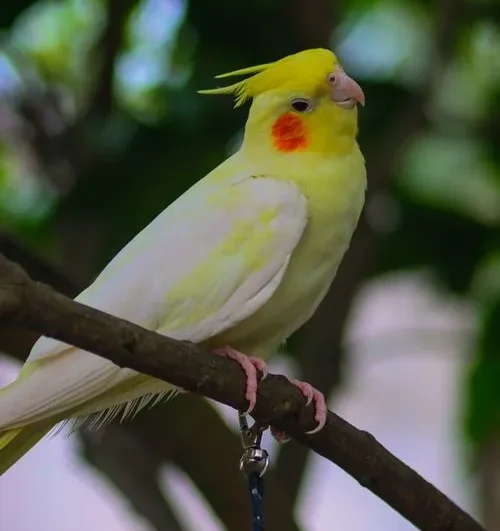 lutino cockatiel for sale at Mo's Birds