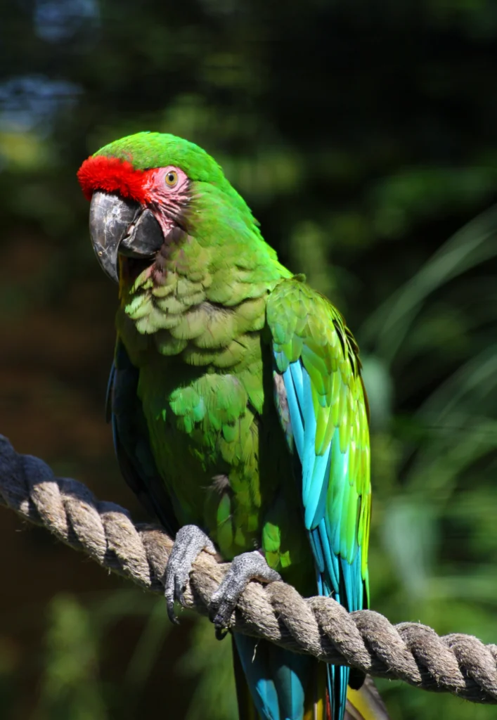 military macaw for sale at Mo's Birds