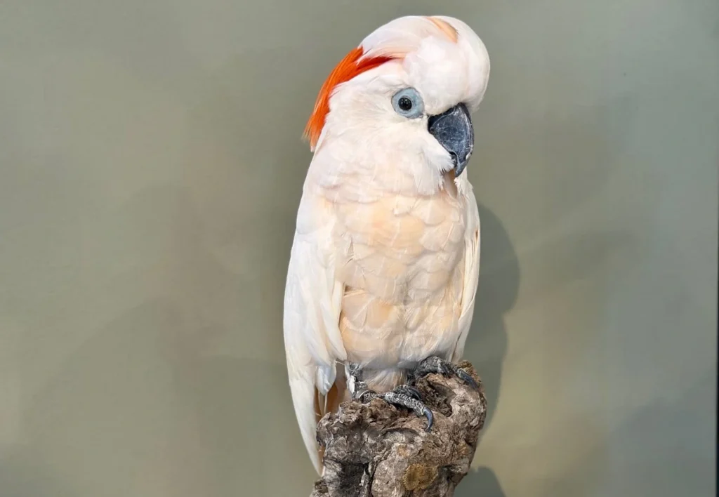 moluccan cockatoo for sale at Mo's Birds