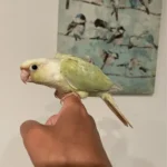 Moon Check Conure at Mo's Birds