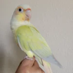 Moon Cheek Conure at Mo's Birds