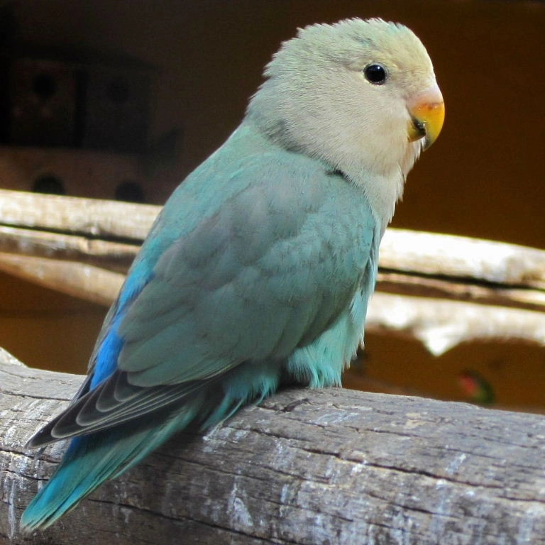 peach faced lovebird for sale at Mo's Birds