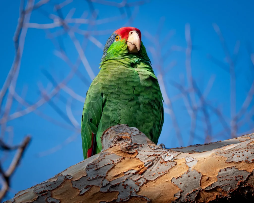 red lored amazon parrot for sale at Mo's Birds