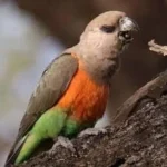 Red Bellied Parrot at Mo's Birds