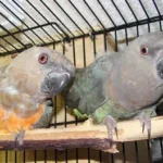 Red Bellied Parrot 2nd at Mo's Birds