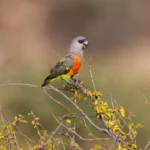 Red Bellied Parrot 3rd at Mo's Birds