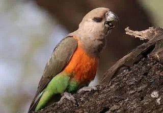 Red Bellied Parrot at Mo's Birds