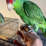 red head amazon parrot for sale at Mo's Birds