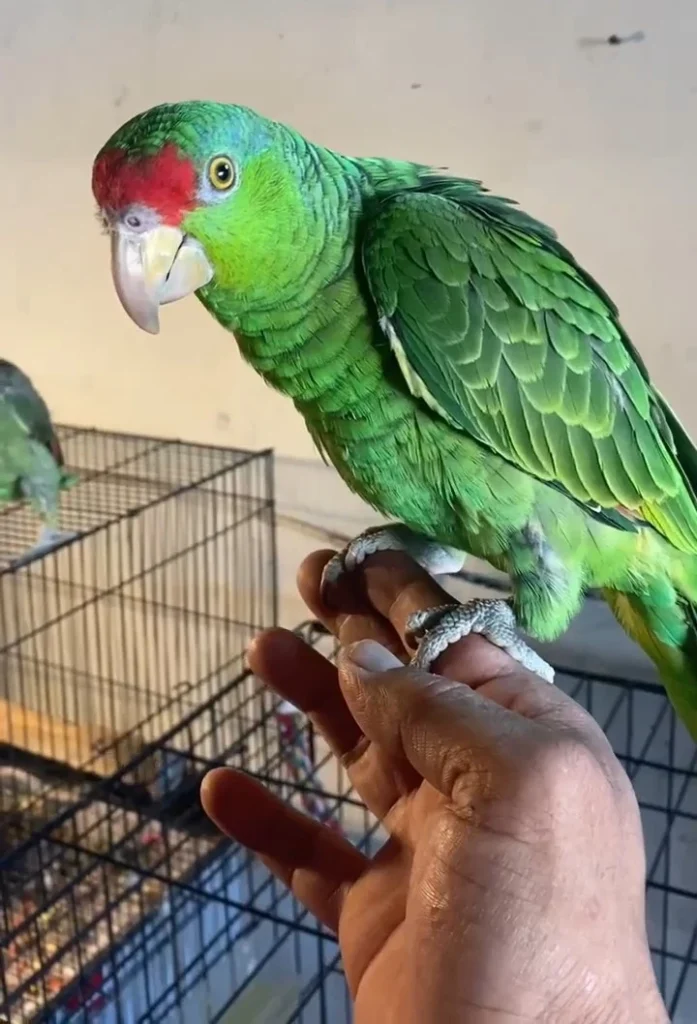 red head amazon parrot for sale at Mo's Birds