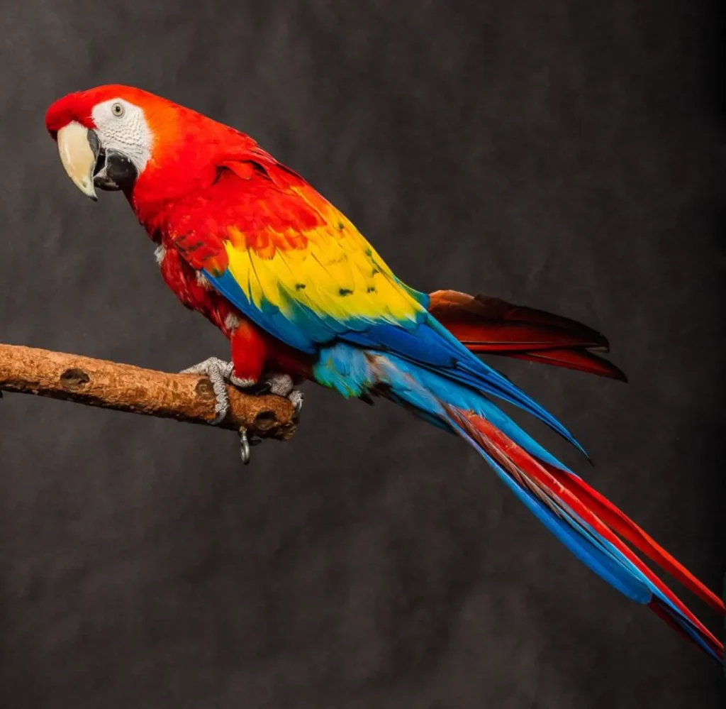 scarlet macaw for sale at Mo's Birds